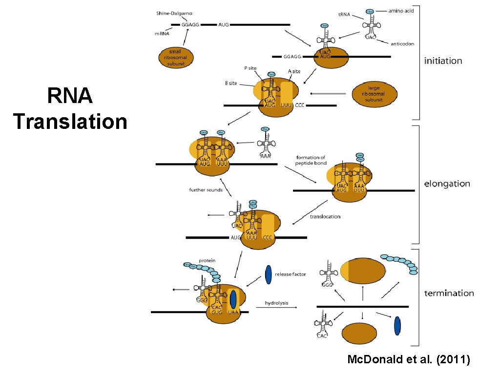 RNA Translation Mc. Donald et al. (2011) 