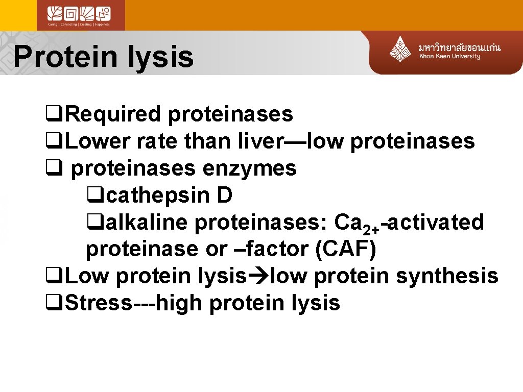 Protein lysis q. Required proteinases q. Lower rate than liver—low proteinases q proteinases enzymes