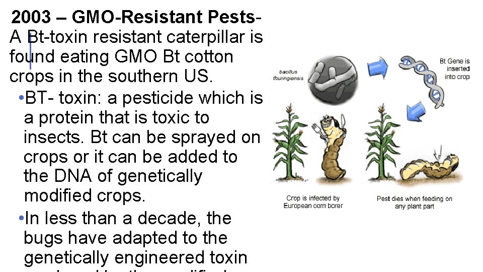  2003 – GMO-Resistant Pests- A Bt-toxin resistant caterpillar is found eating GMO Bt