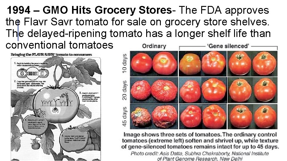  1994 – GMO Hits Grocery Stores- The FDA approves the Flavr Savr tomato