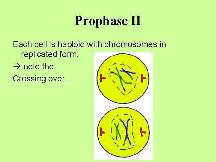 Prophase II Each cell is haploid with chromosomes in replicated form. note the Crossing