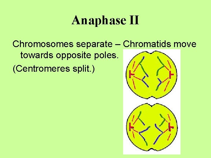 Anaphase II Chromosomes separate – Chromatids move towards opposite poles. (Centromeres split. ) 