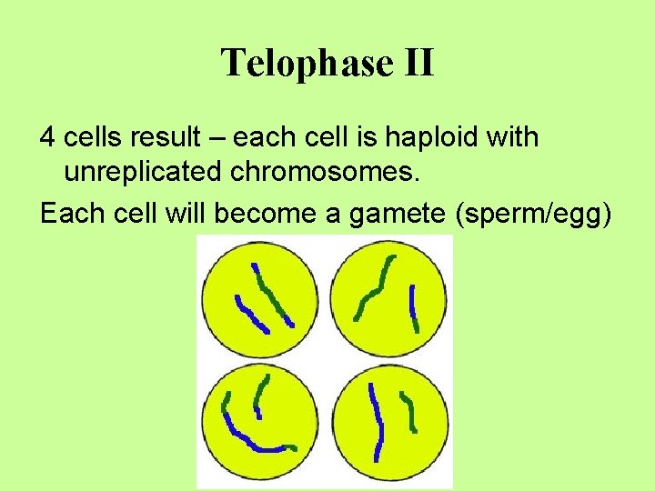Telophase II 4 cells result – each cell is haploid with unreplicated chromosomes. Each