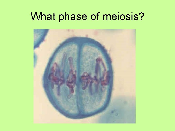 What phase of meiosis? 