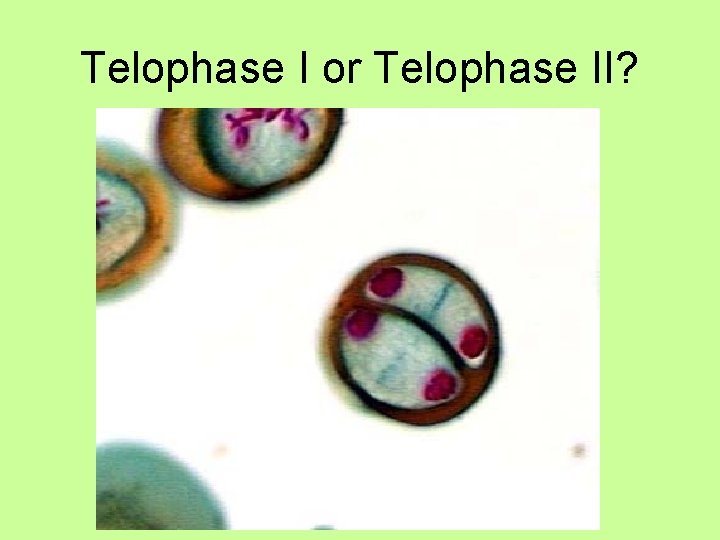 Telophase I or Telophase II? 
