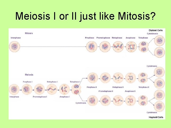 Meiosis I or II just like Mitosis? 