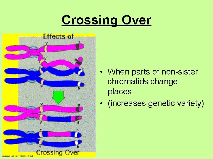 Crossing Over • When parts of non-sister chromatids change places… • (increases genetic variety)