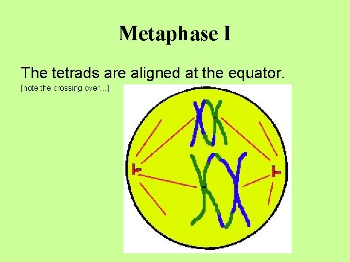 Metaphase I The tetrads are aligned at the equator. [note the crossing over…] 