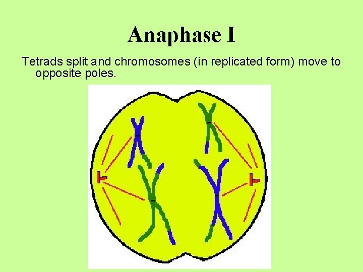 Anaphase I Tetrads split and chromosomes (in replicated form) move to opposite poles. 