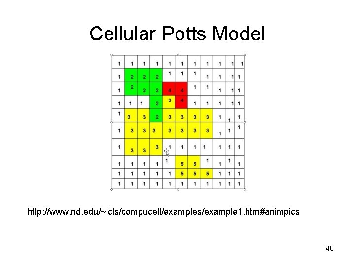 Cellular Potts Model http: //www. nd. edu/~lcls/compucell/examples/example 1. htm#animpics 40 