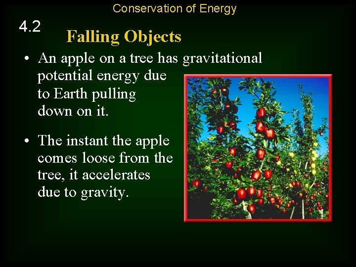 Conservation of Energy 4. 2 Falling Objects • An apple on a tree has