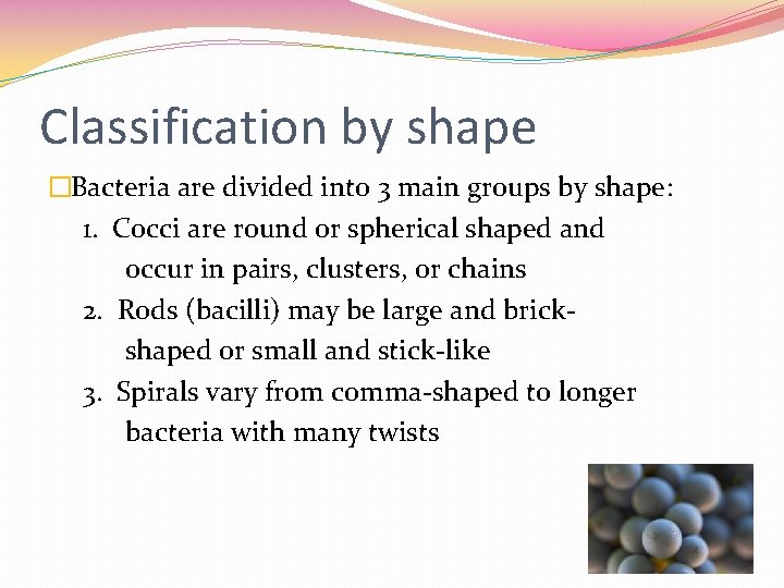 Classification by shape �Bacteria are divided into 3 main groups by shape: 1. Cocci