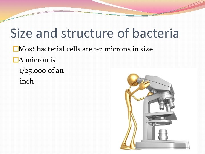 Size and structure of bacteria �Most bacterial cells are 1 -2 microns in size