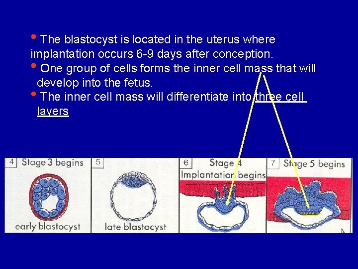  • The blastocyst is located in the uterus where implantation occurs 6 -9