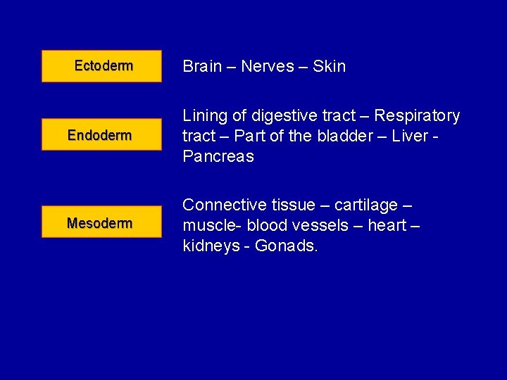 Ectoderm Brain – Nerves – Skin Endoderm Lining of digestive tract – Respiratory tract