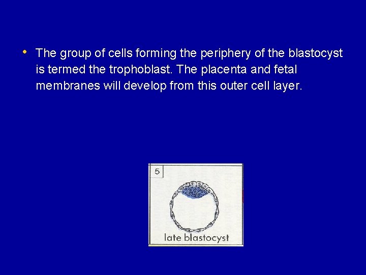  • The group of cells forming the periphery of the blastocyst is termed