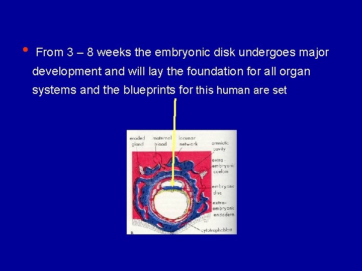  • From 3 – 8 weeks the embryonic disk undergoes major development and