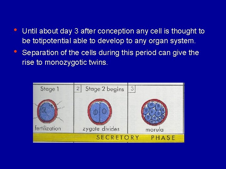  • Until about day 3 after conception any cell is thought to be