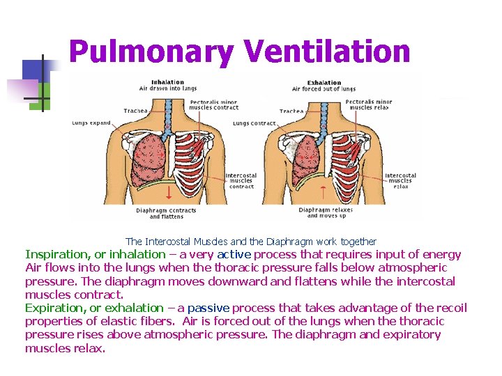 Pulmonary Ventilation The Intercostal Muscles and the Diaphragm work together Inspiration, or inhalation –