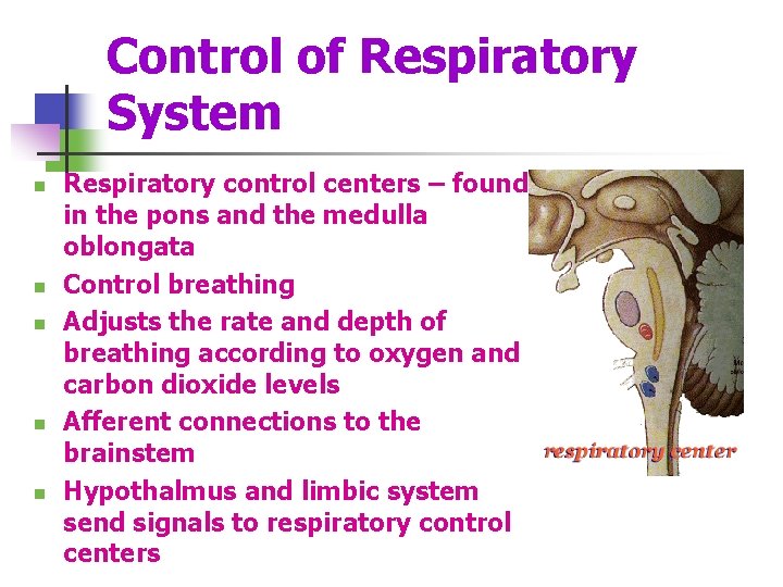 Control of Respiratory System n n n Respiratory control centers – found in the