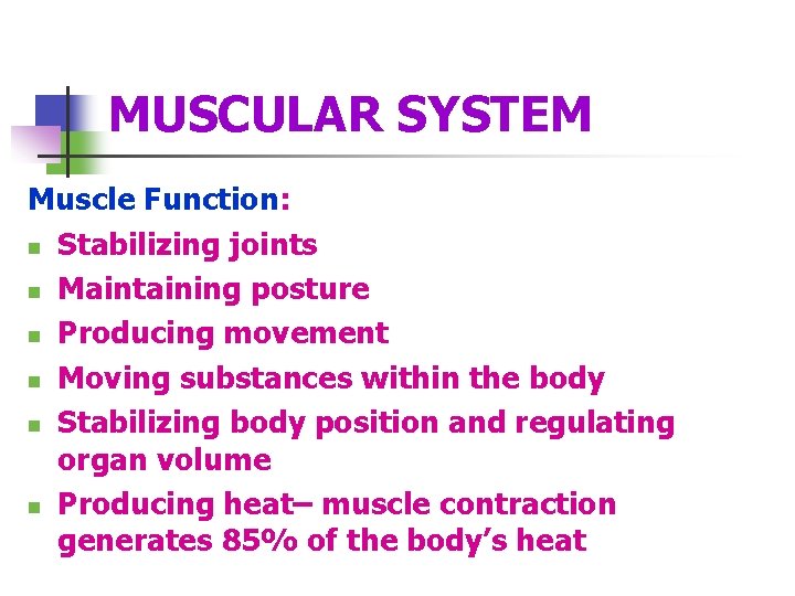 MUSCULAR SYSTEM Muscle Function: n Stabilizing joints n Maintaining posture n Producing movement n