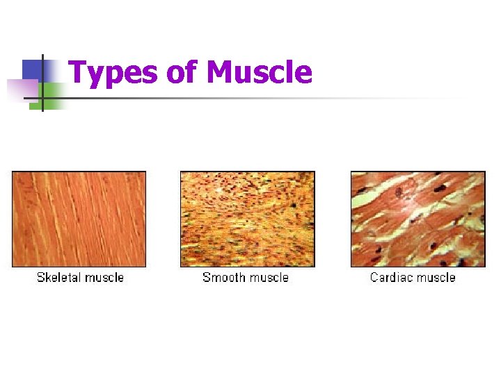 Types of Muscle 