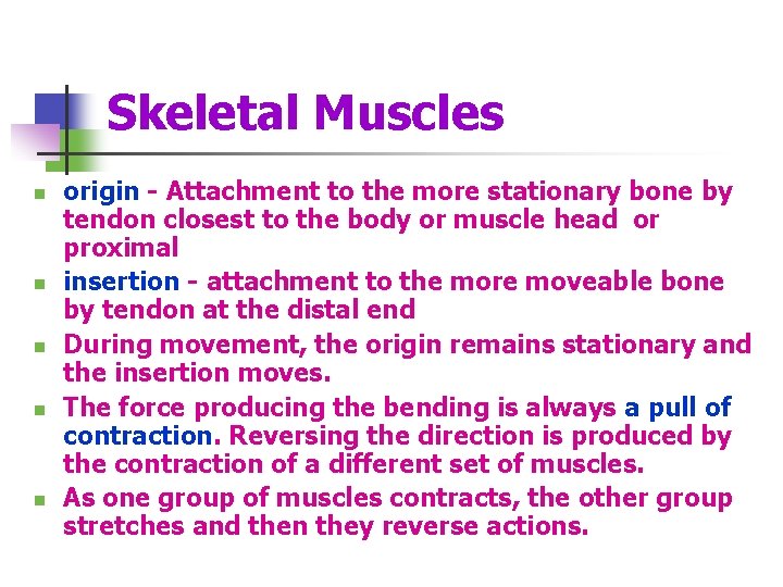 Skeletal Muscles n n n origin - Attachment to the more stationary bone by