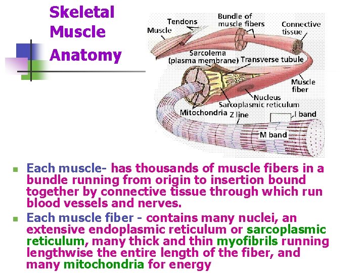 Skeletal Muscle Anatomy n n Each muscle- has thousands of muscle fibers in a