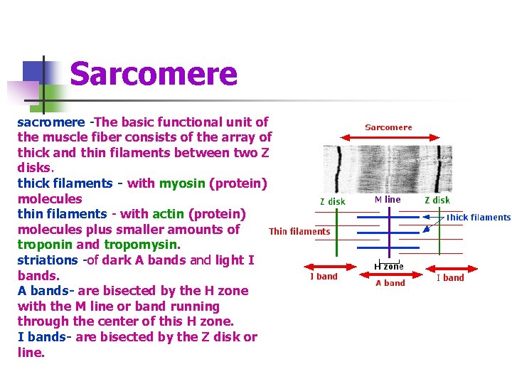 Sarcomere sacromere -The basic functional unit of the muscle fiber consists of the array