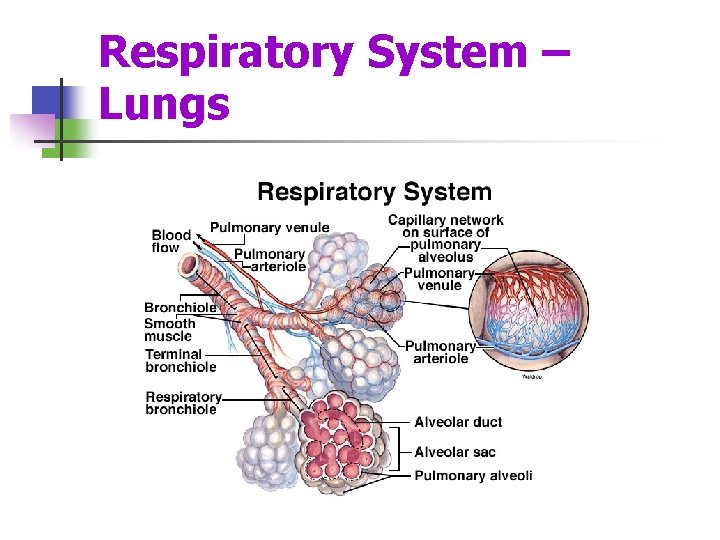 Respiratory System – Lungs 