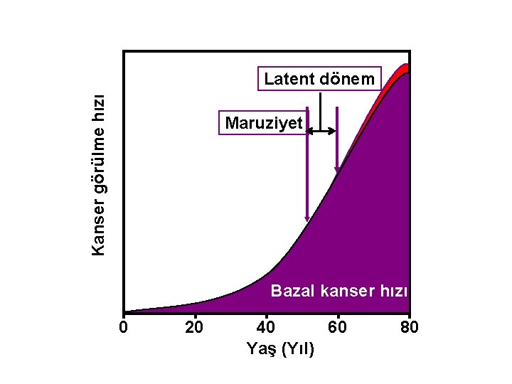 Kanser görülme hızı Latent dönem Maruziyet Bazal kanser hızı 0 20 40 60 Yaş