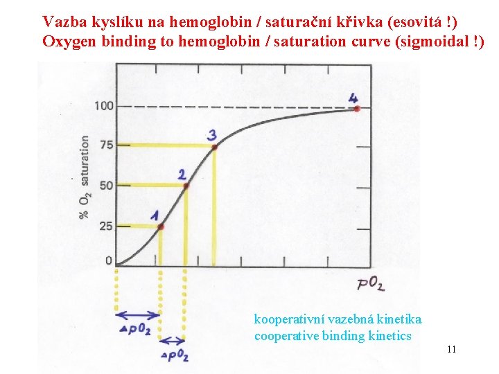 Vazba kyslíku na hemoglobin / saturační křivka (esovitá !) Oxygen binding to hemoglobin /