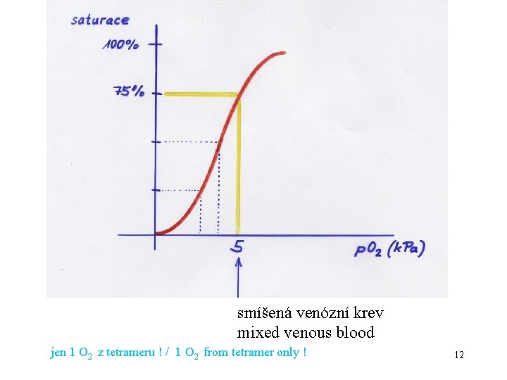 smíšená venózní krev mixed venous blood jen 1 O 2 z tetrameru ! /