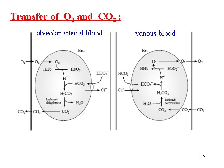 Transfer of O 2 and CO 2 : alveolar arterial blood venous blood 19