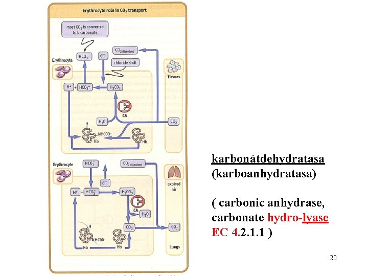 karbonátdehydratasa (karboanhydratasa) ( carbonic anhydrase, carbonate hydro-lyase EC 4. 2. 1. 1 ) 20