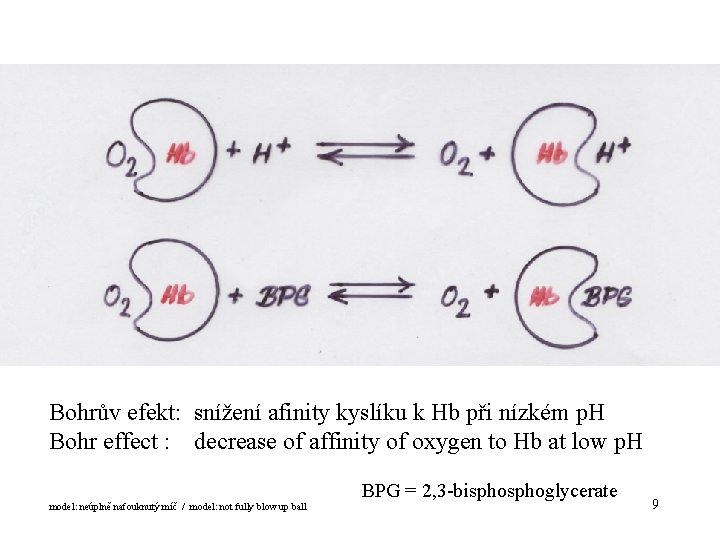 Bohrův efekt: snížení afinity kyslíku k Hb při nízkém p. H Bohr effect :