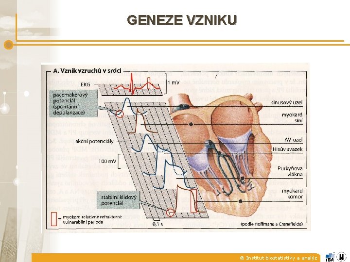 GENEZE VZNIKU © Institut biostatistiky a analýz 