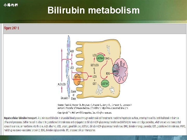 小港內科 Bilirubin metabolism 