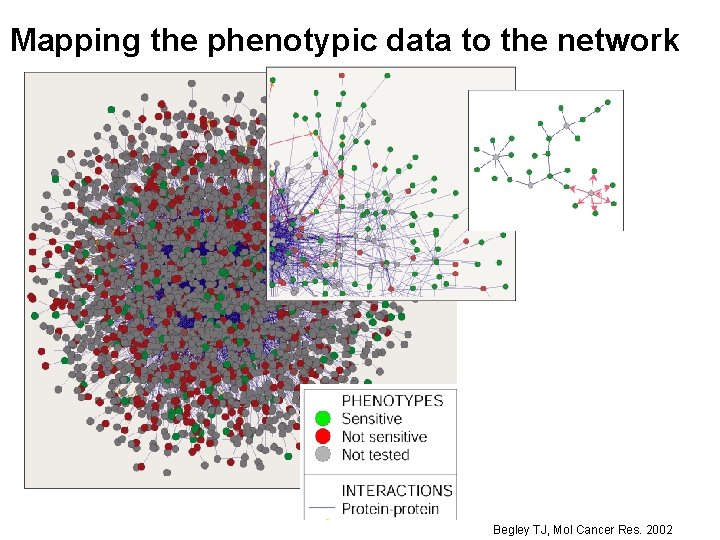 Mapping the phenotypic data to the network Begley TJ, Mol Cancer Res. 2002 