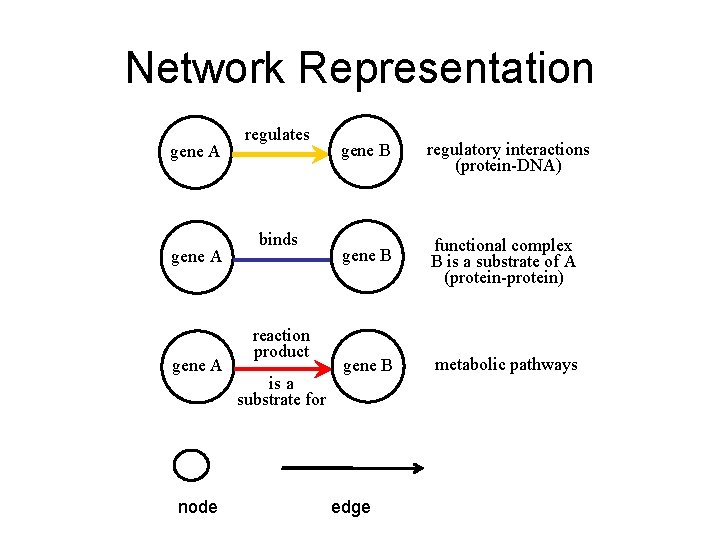 Network Representation gene A node regulates binds reaction product is a substrate for gene