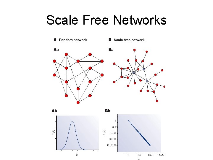 Scale Free Networks 
