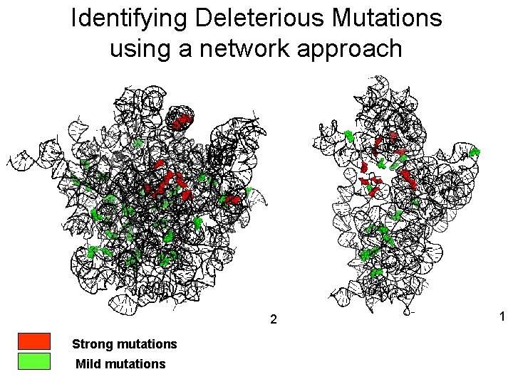 Identifying Deleterious Mutations using a network approach 2 Strong mutations Mild mutations 1 