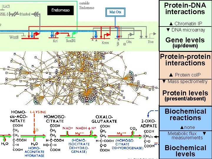 Protein-DNA interactions ▲ Chromatin IP ▼ DNA microarray Gene levels (up/down) Protein-protein interactions ▲