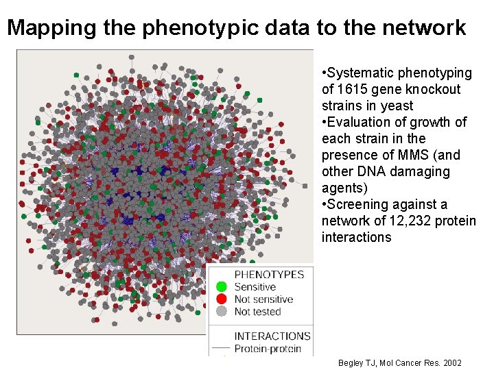Mapping the phenotypic data to the network • Systematic phenotyping of 1615 gene knockout