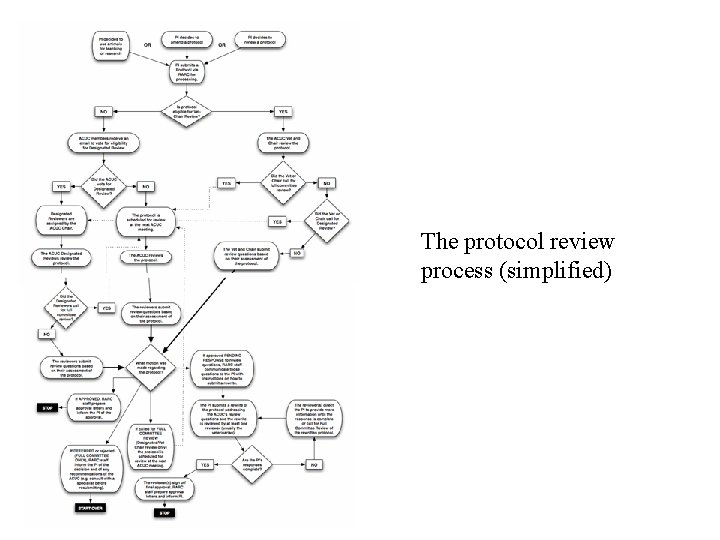 The protocol review process (simplified) The protocol review process (simplified)