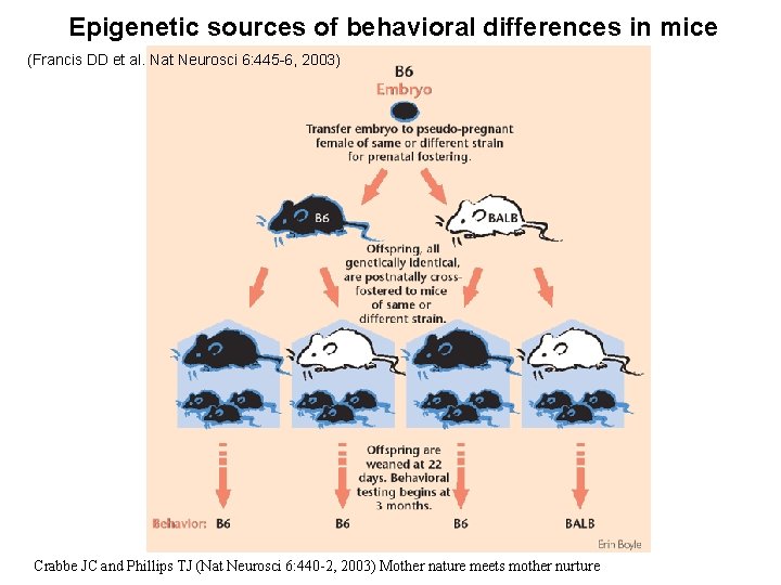 Epigenetic sources of behavioral differences in mice (Francis DD et al. Nat Neurosci 6: