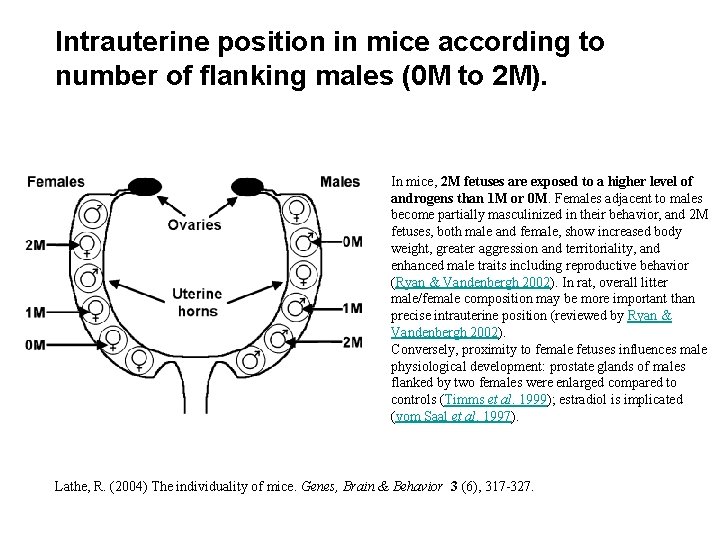Intrauterine position in mice according to number of flanking males (0 M to 2