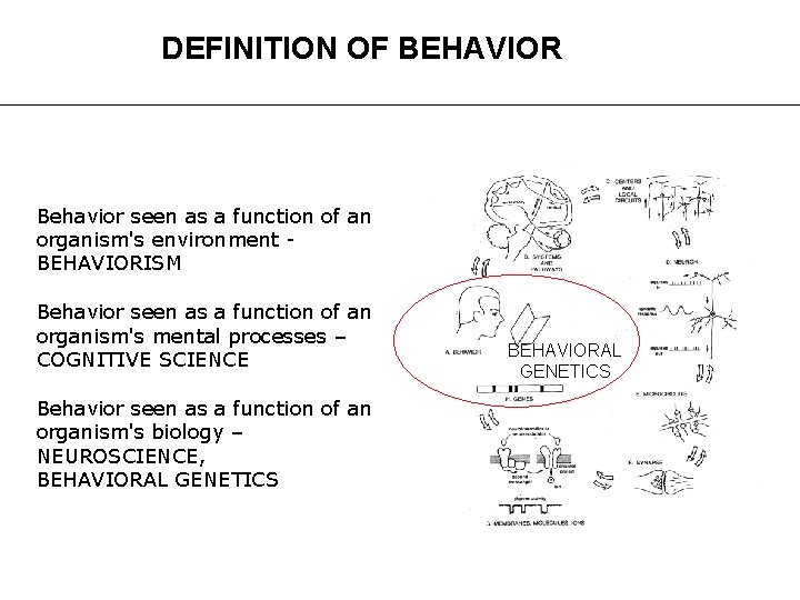 DEFINITION OF BEHAVIOR Behavior seen as a function of an organism's environment BEHAVIORISM Behavior