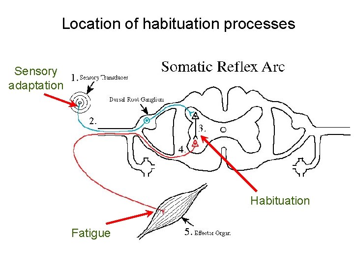 Location of habituation processes Sensory adaptation Habituation Fatigue Location of habituation processes Sensory adaptation Habituation Fatigue