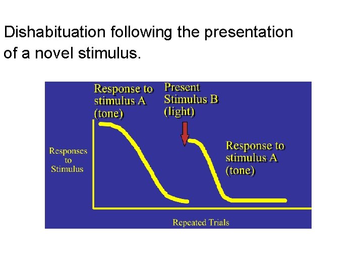 Dishabituation following the presentation of a novel stimulus. 